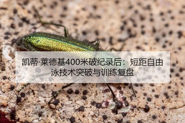 凯蒂·莱德基400米破纪录后：短距自由泳技术突破与训练复盘